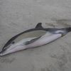 Dead Dolphin Found On Coney Island